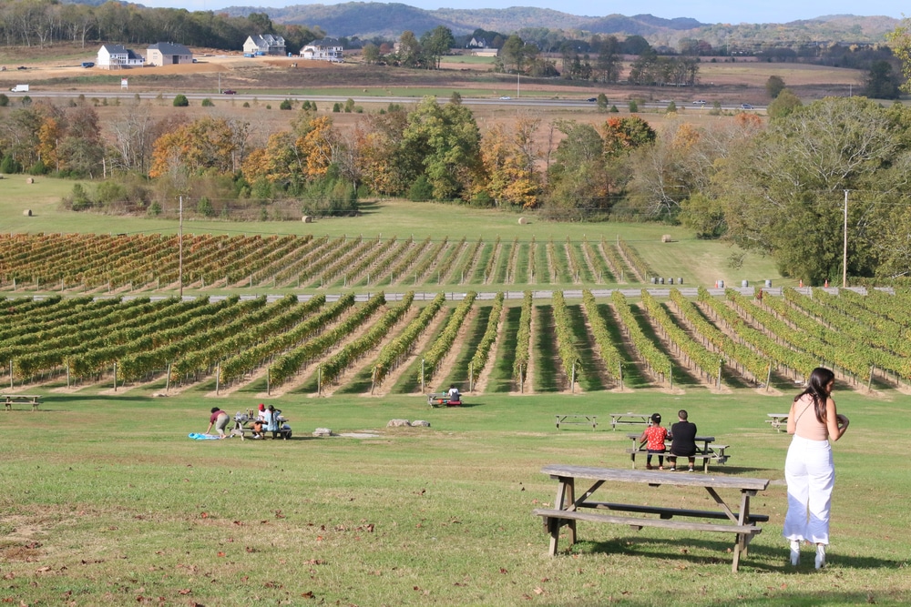 photo of one of the best Wineries in Nashville near our Nashville boutique hotel